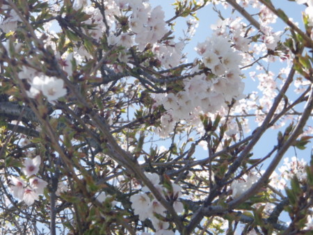 f:id:y10k:20090426133119j:image