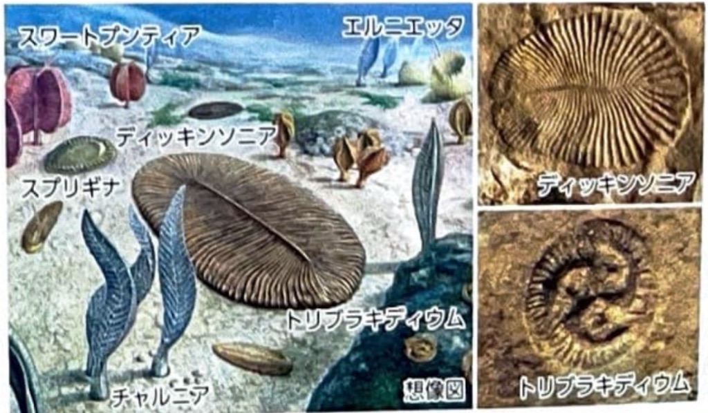 【地学基礎】〈古生物の変遷①〉先カンブリア時代 - 地学教材置き場
