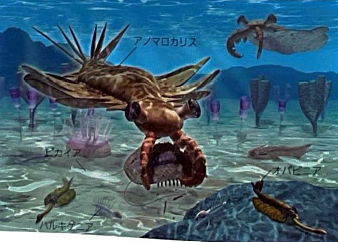 【地学基礎】〈古生物の変遷②〉古生代 - 地学教材置き場