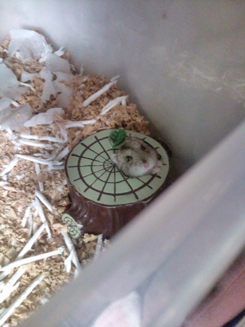 f:id:y2_naranja:20110410224606j:plain