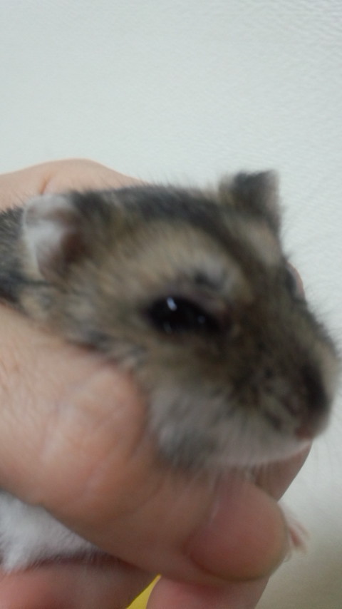 f:id:y2_naranja:20150427195620j:image