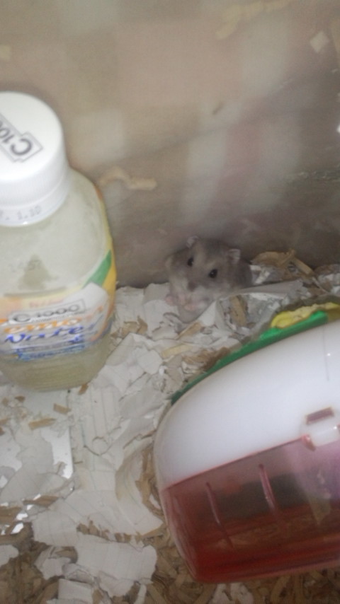 f:id:y2_naranja:20160815134839j:image