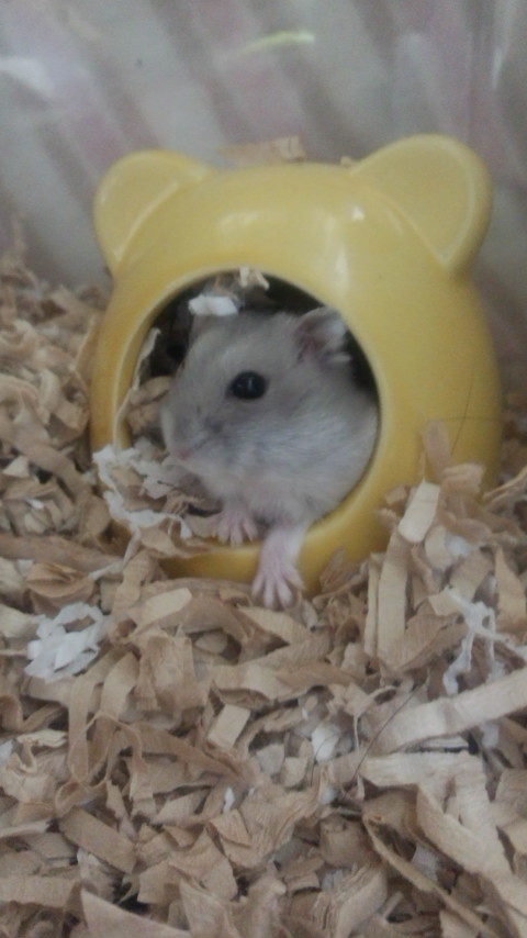 f:id:y2_naranja:20160930002455j:image