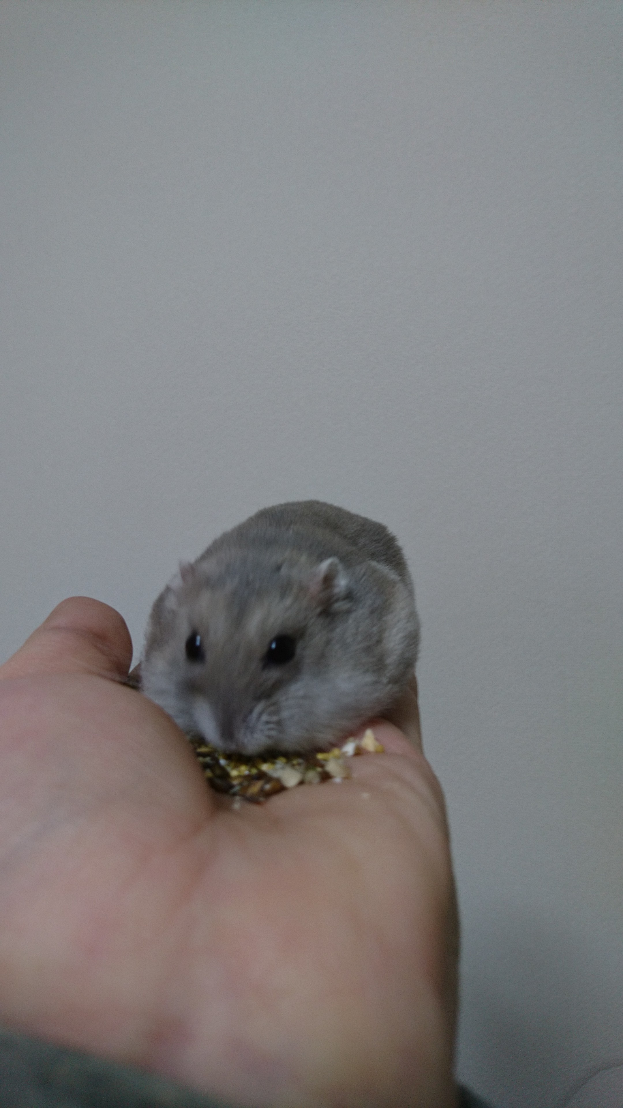 f:id:y2_naranja:20161213234110j:image