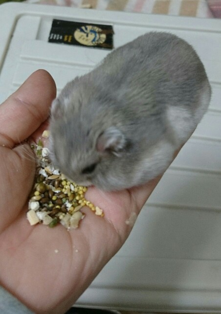 f:id:y2_naranja:20161214021341j:image