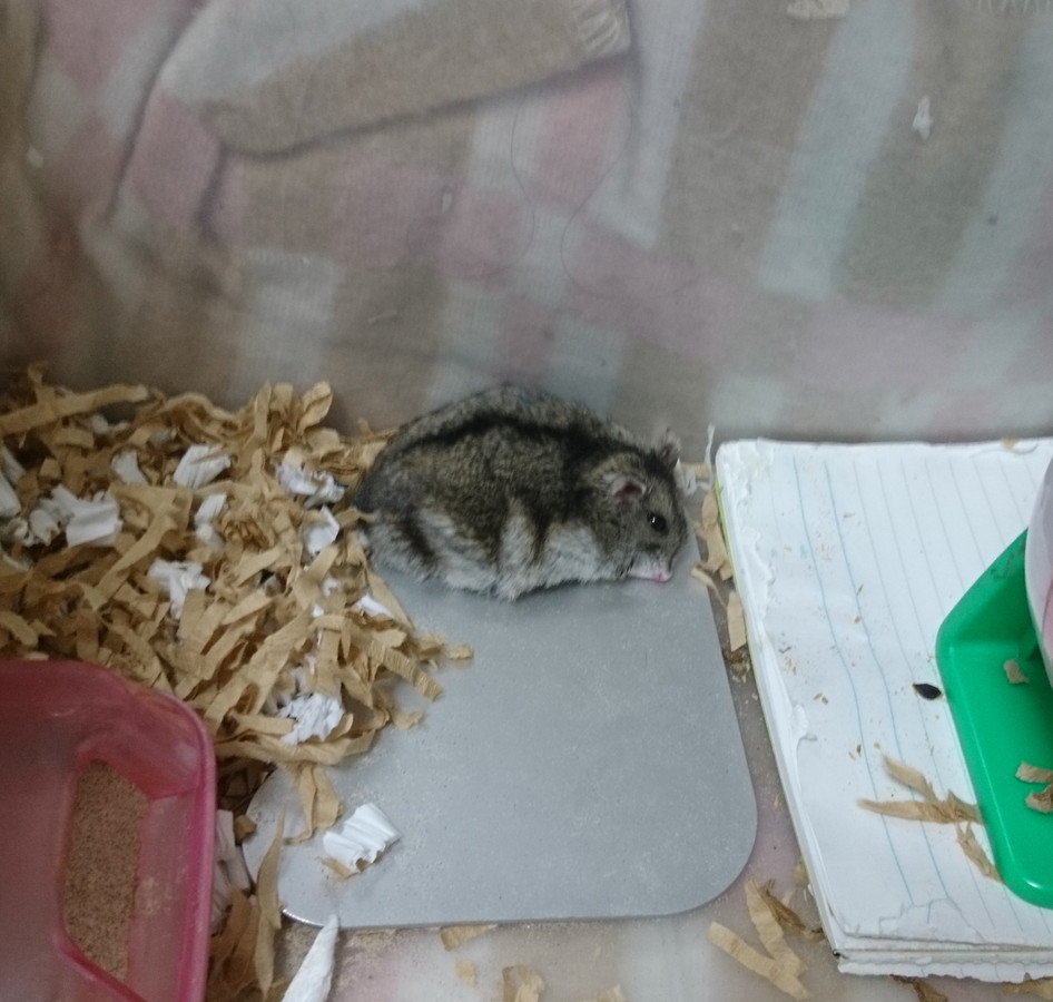 f:id:y2_naranja:20180704002302j:plain