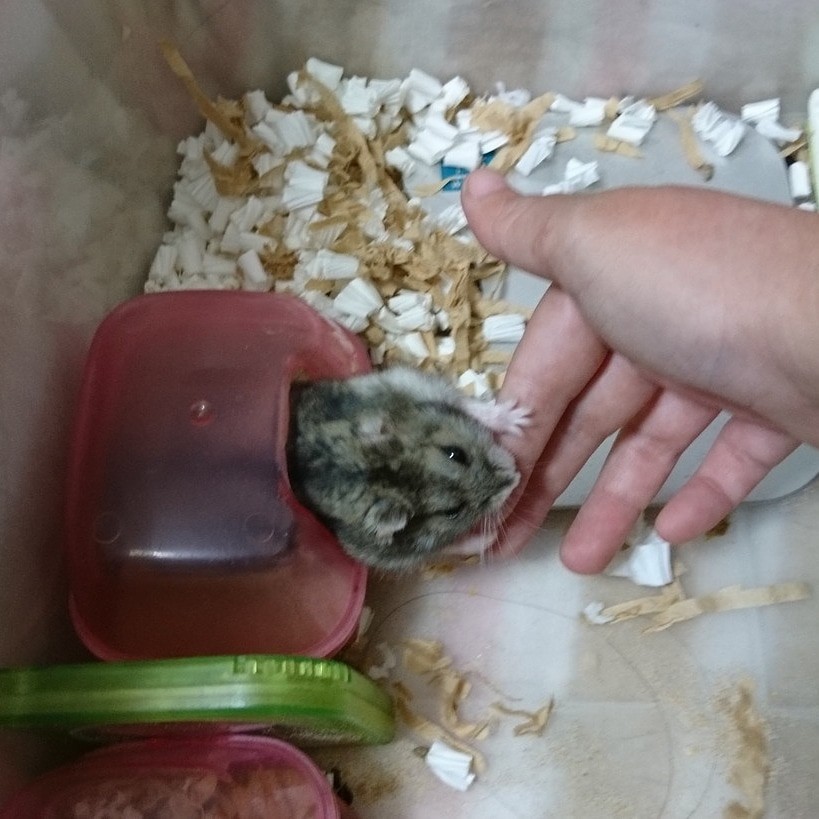 f:id:y2_naranja:20180713061356j:plain