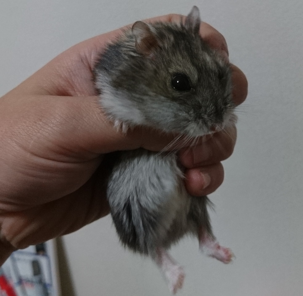 f:id:y2_naranja:20181125235524j:plain