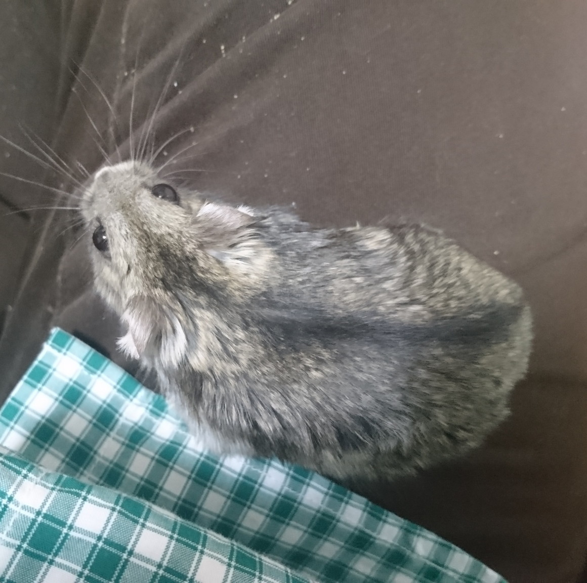 f:id:y2_naranja:20181227191455j:plain