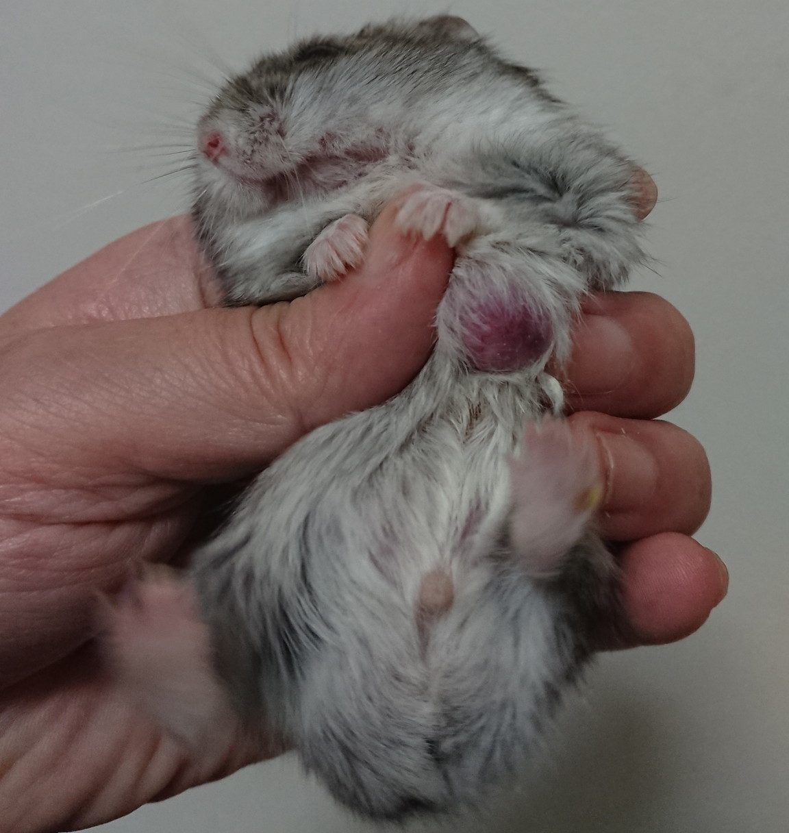 f:id:y2_naranja:20190219184706j:plain