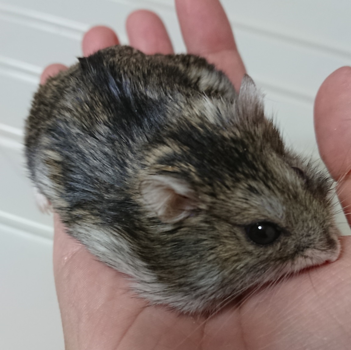 f:id:y2_naranja:20190226232542j:plain