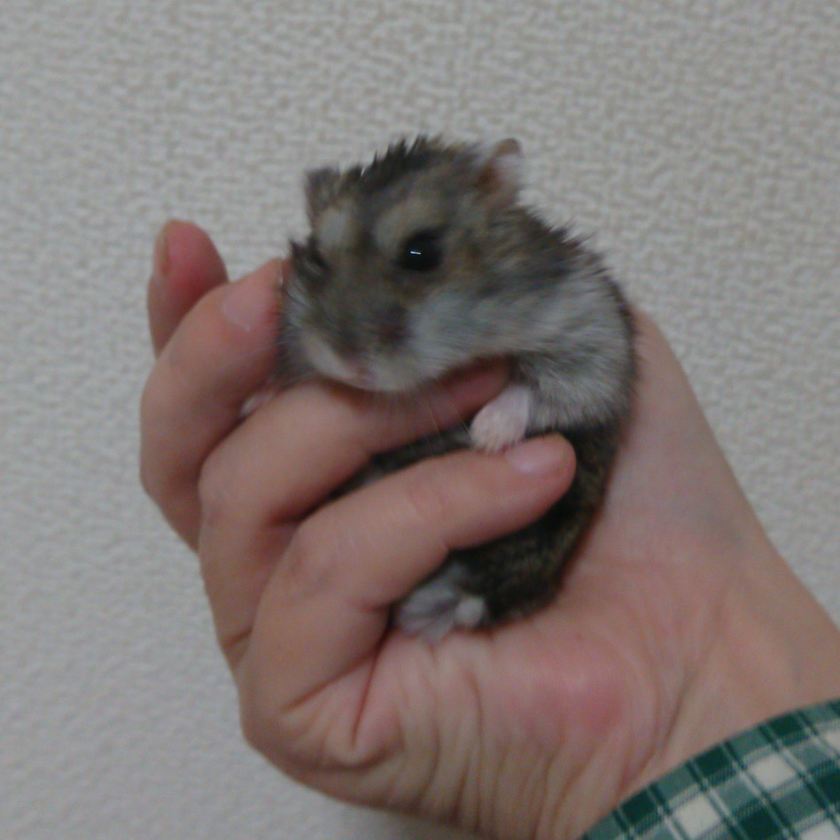 f:id:y2_naranja:20190415215821j:plain