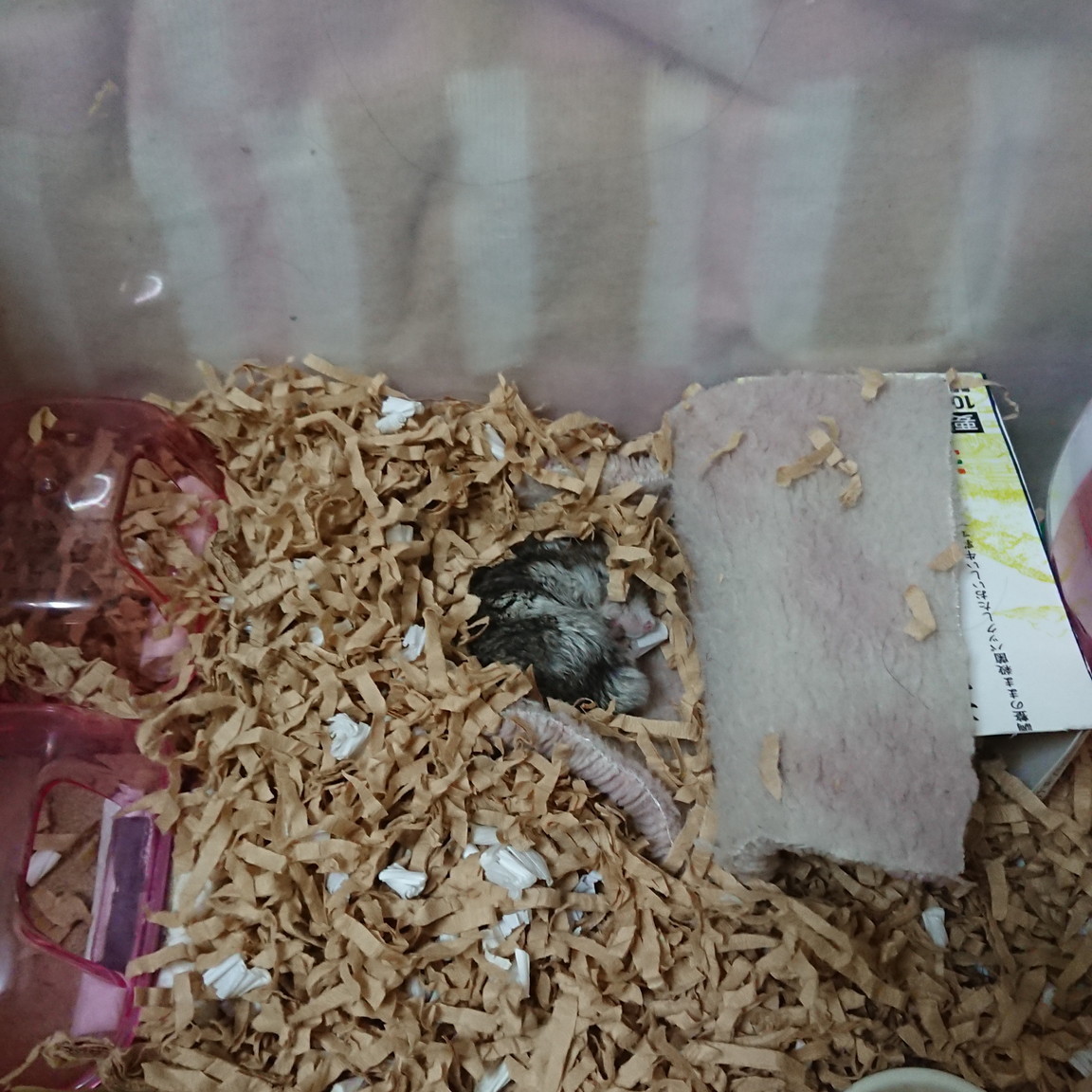 f:id:y2_naranja:20190519033029j:plain