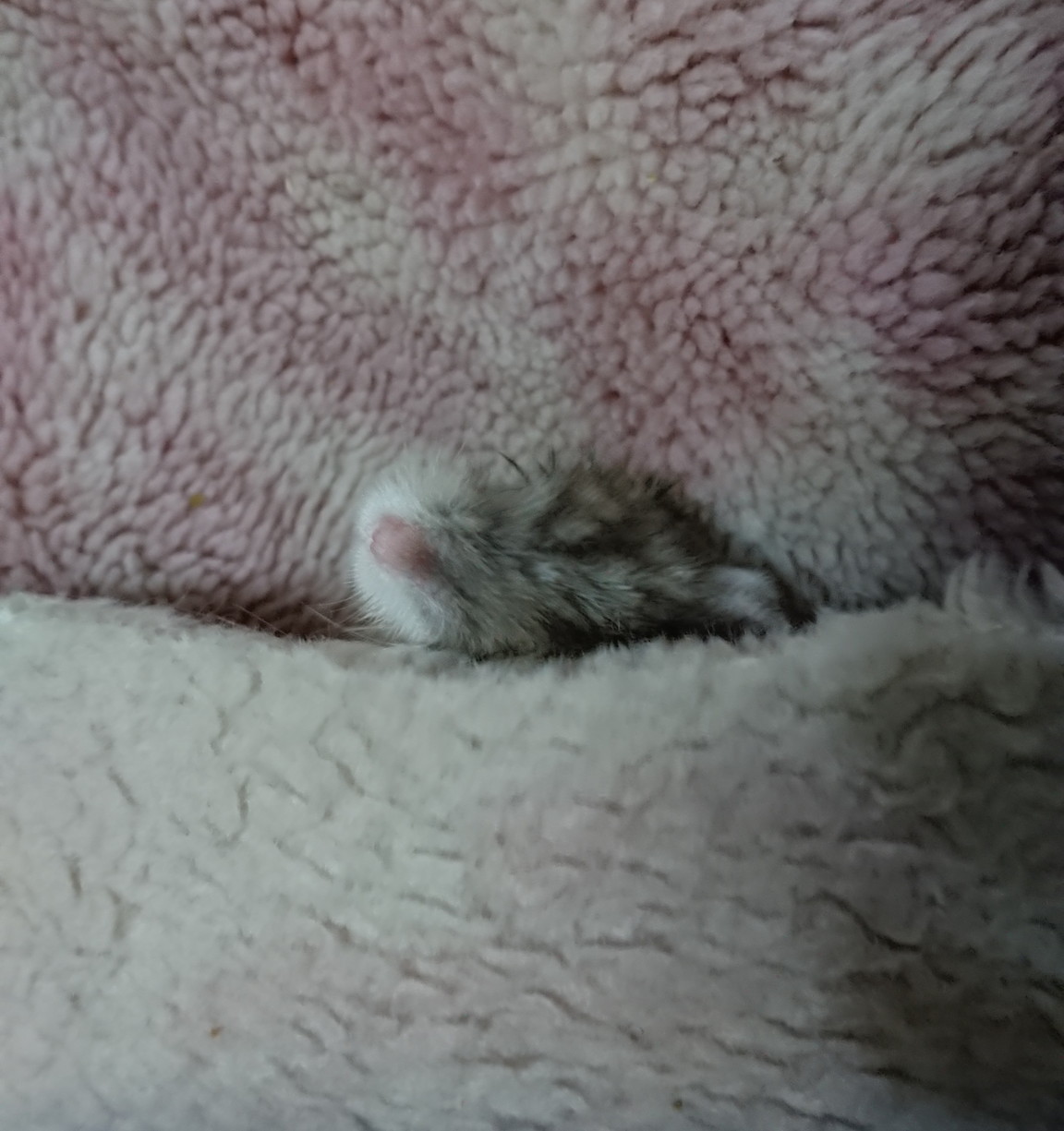 f:id:y2_naranja:20190607234847j:plain