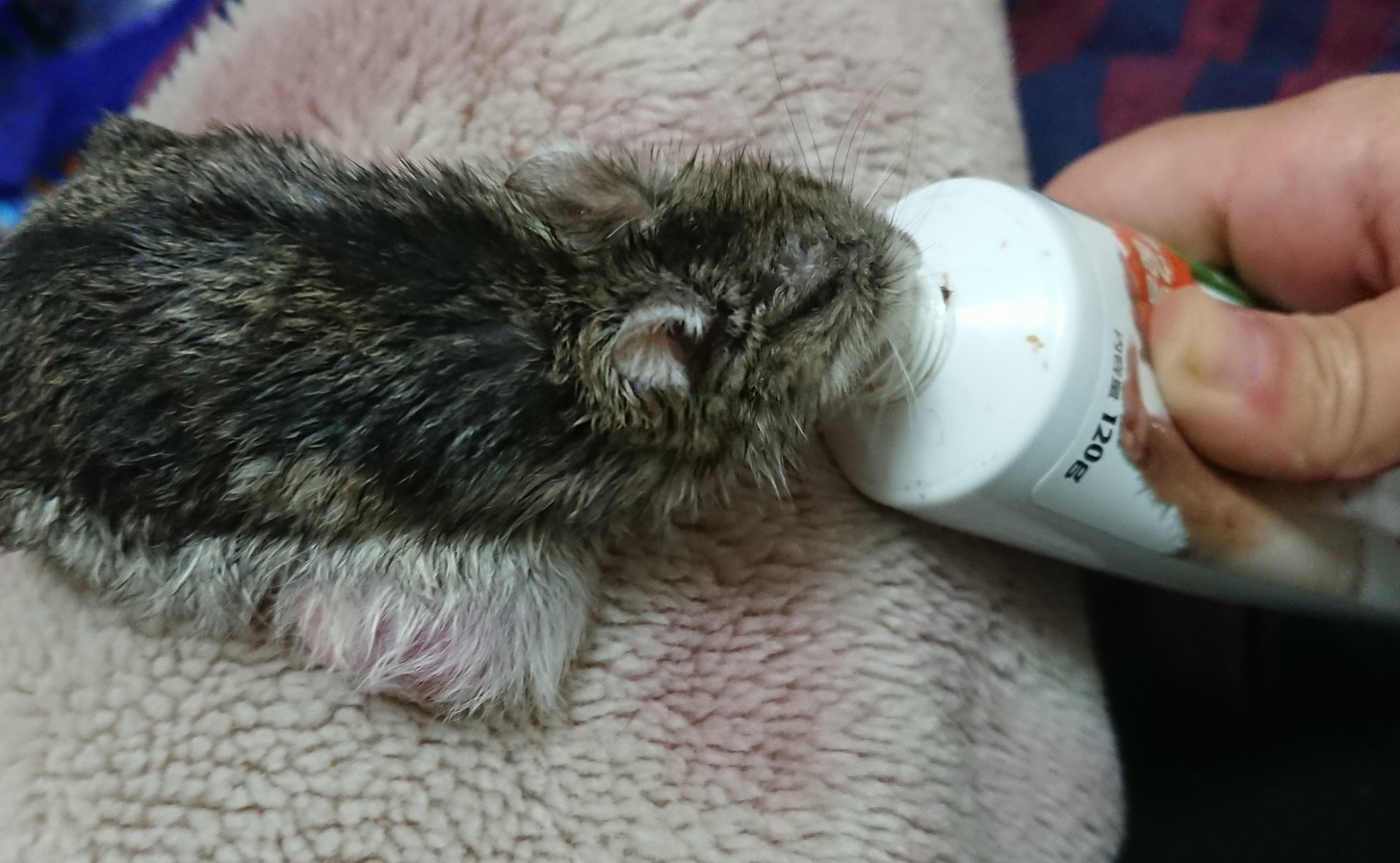 f:id:y2_naranja:20190607235046j:plain