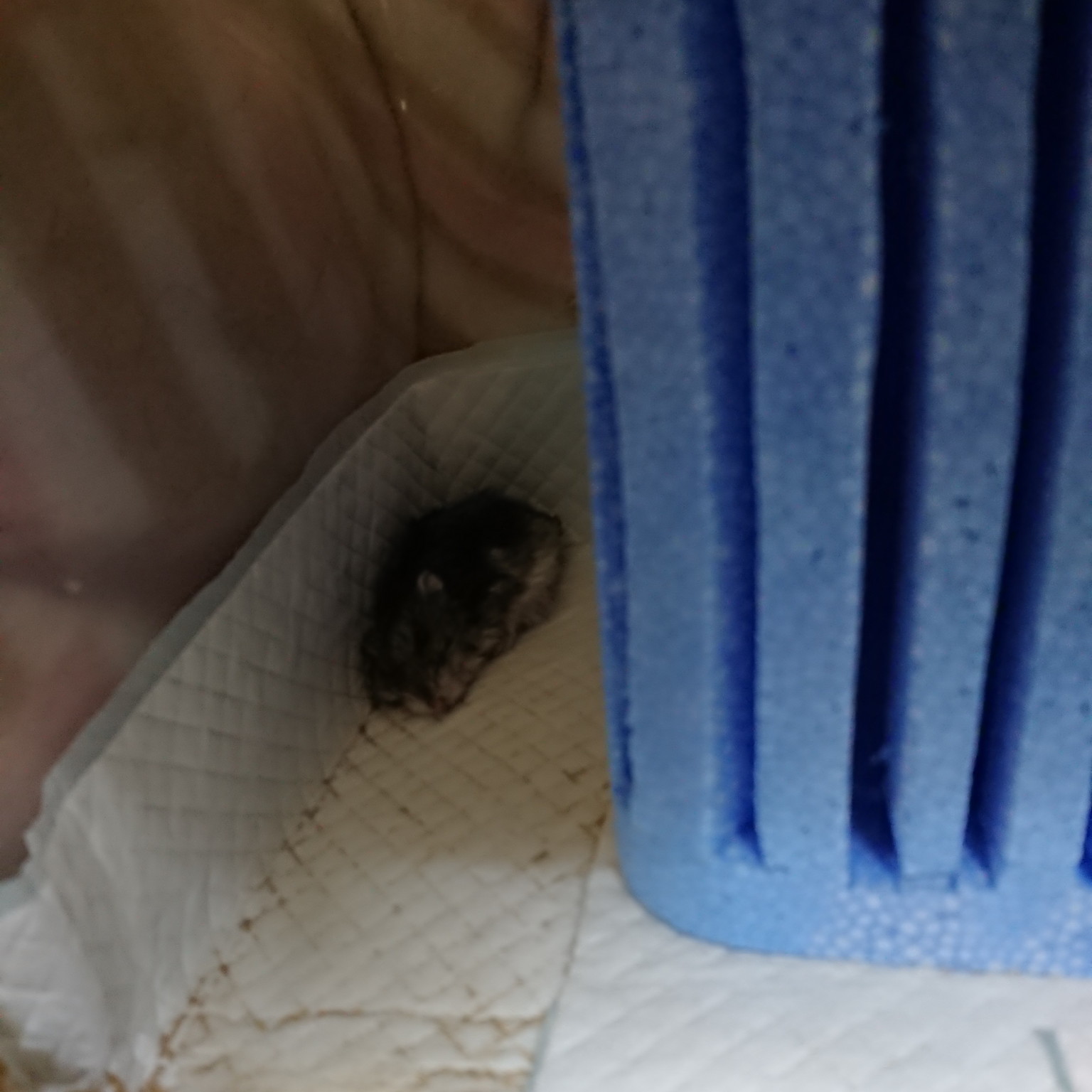 f:id:y2_naranja:20190627190453j:plain