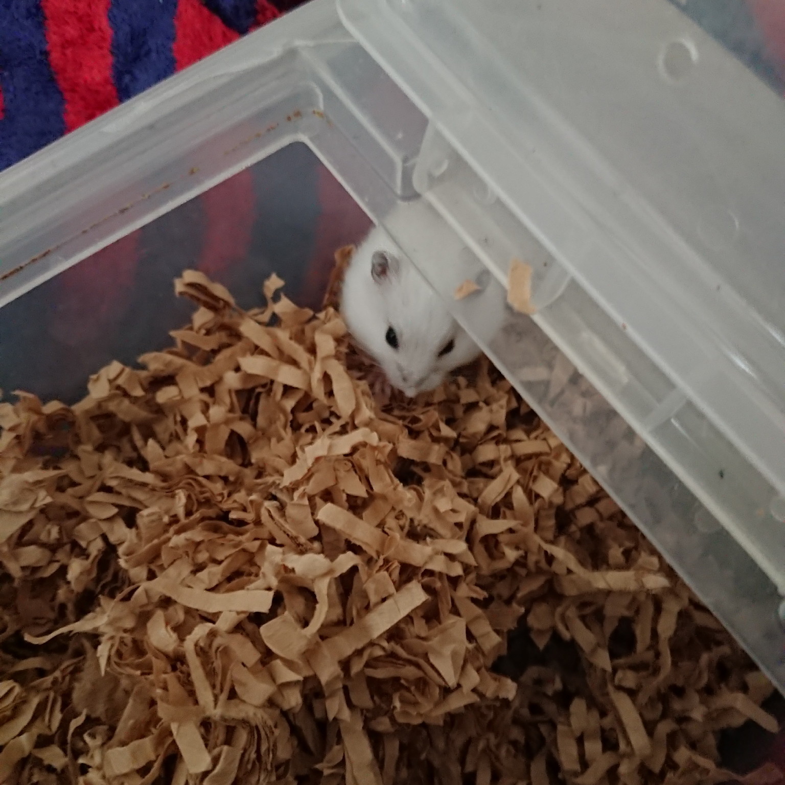 f:id:y2_naranja:20190703144823j:plain