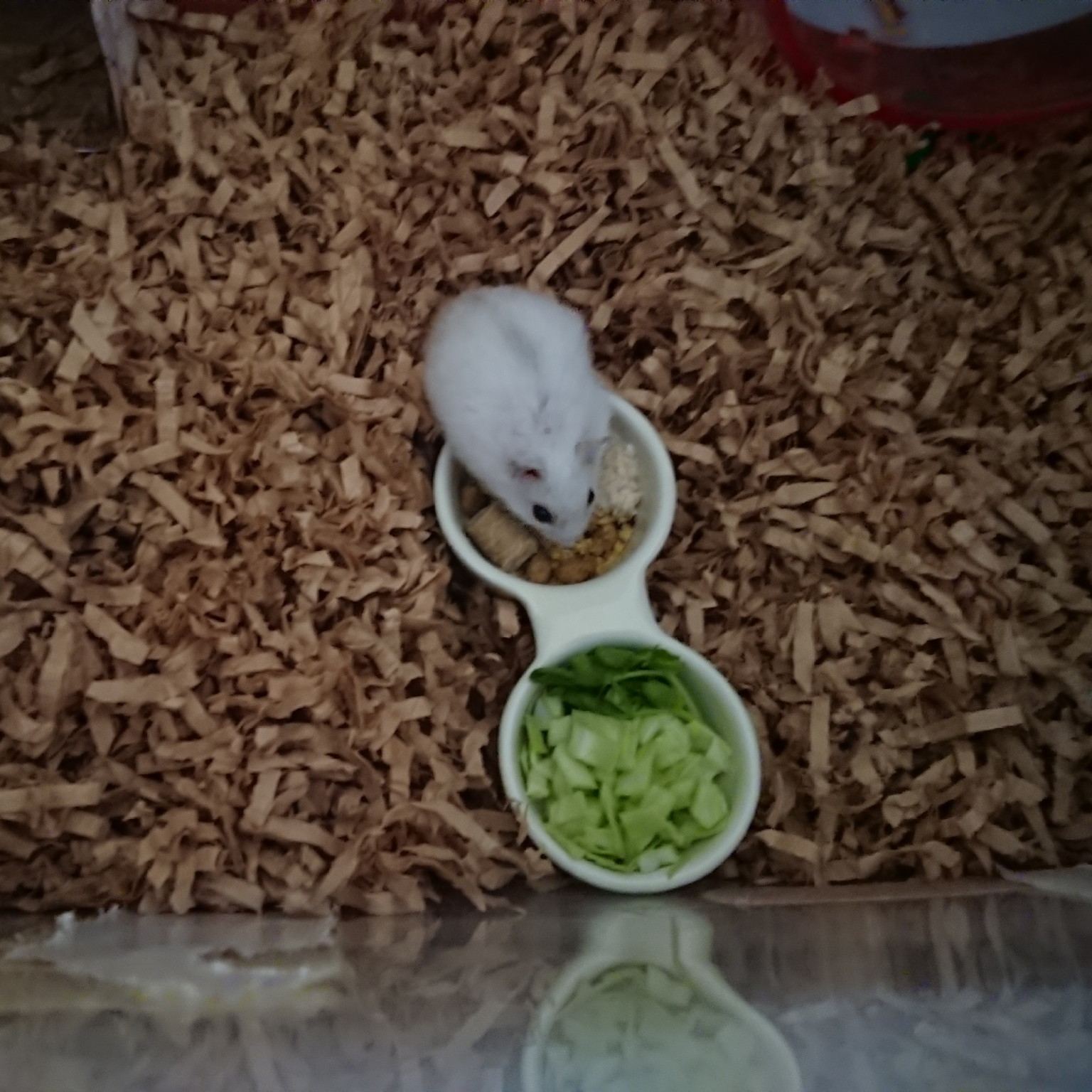 f:id:y2_naranja:20190703150614j:plain