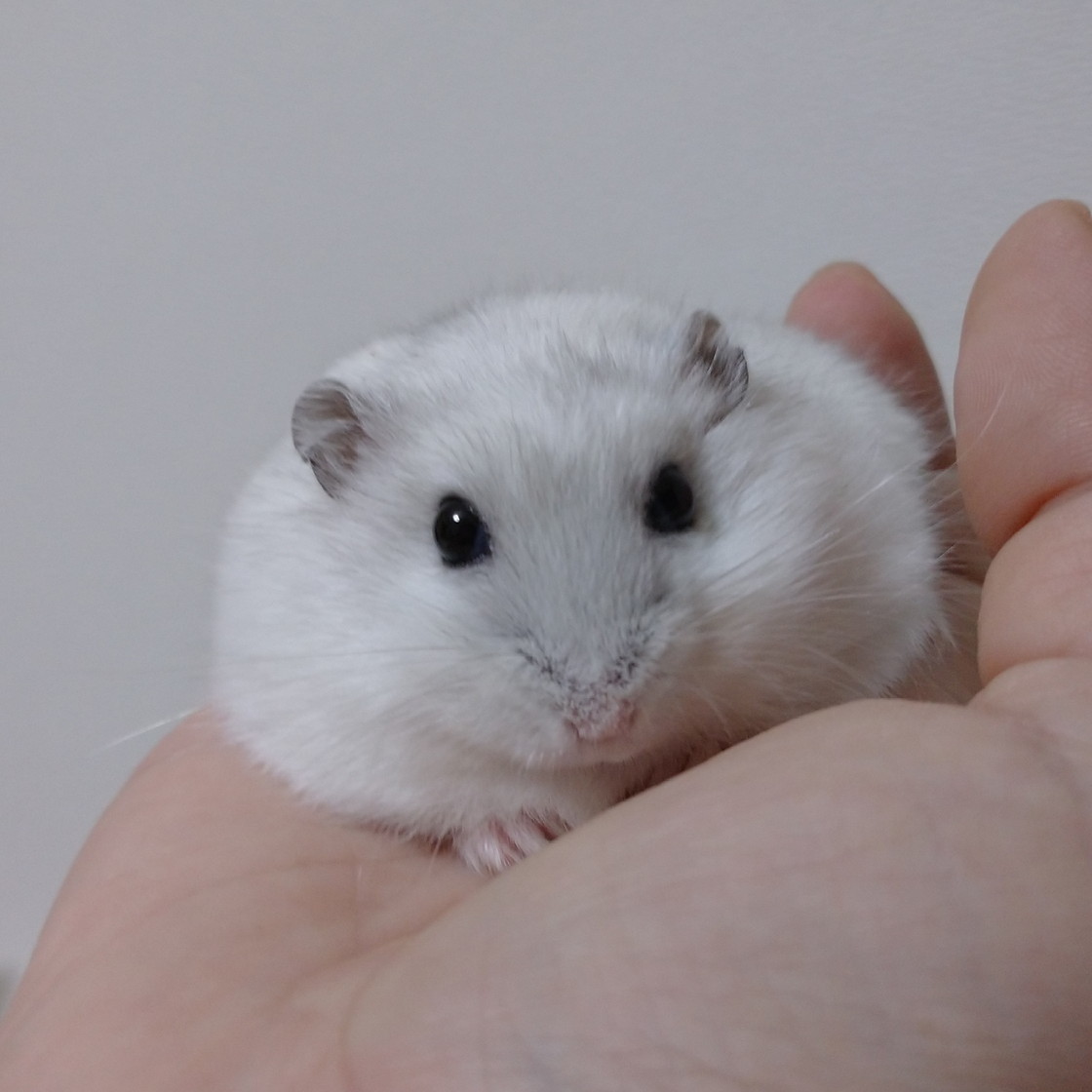 f:id:y2_naranja:20190823214059j:plain