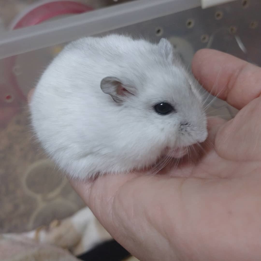 f:id:y2_naranja:20190928000746j:plain