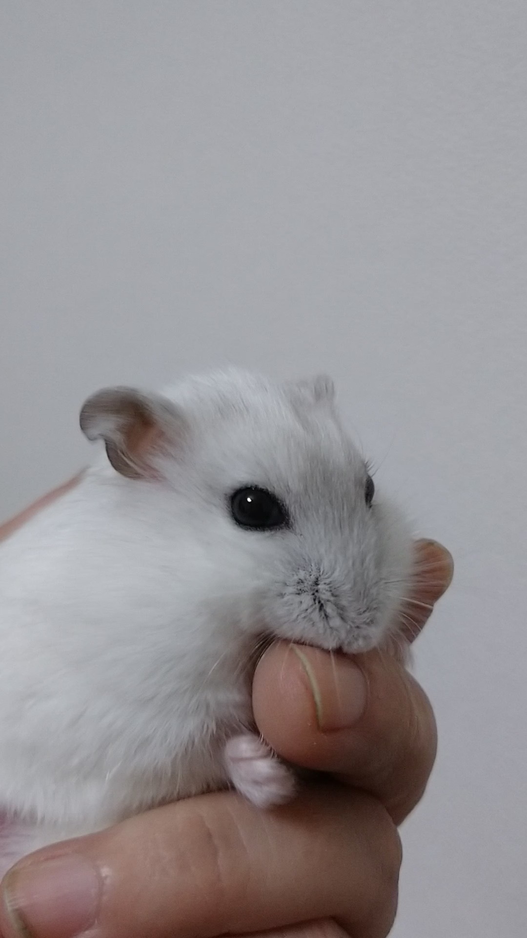 f:id:y2_naranja:20191017235738j:plain