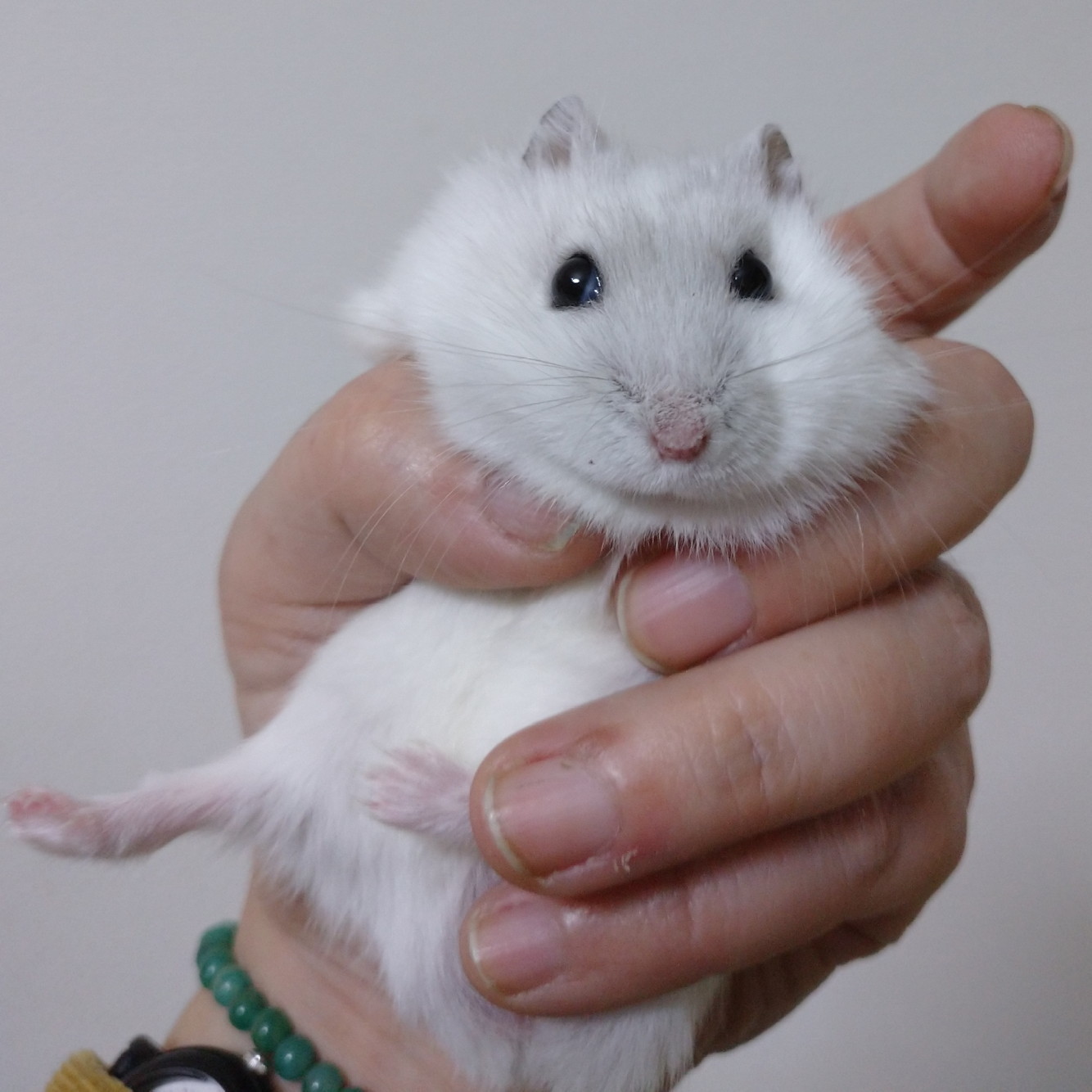 f:id:y2_naranja:20191119000138j:plain