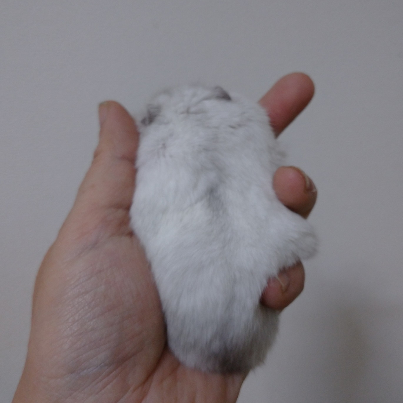 f:id:y2_naranja:20191119000217j:plain