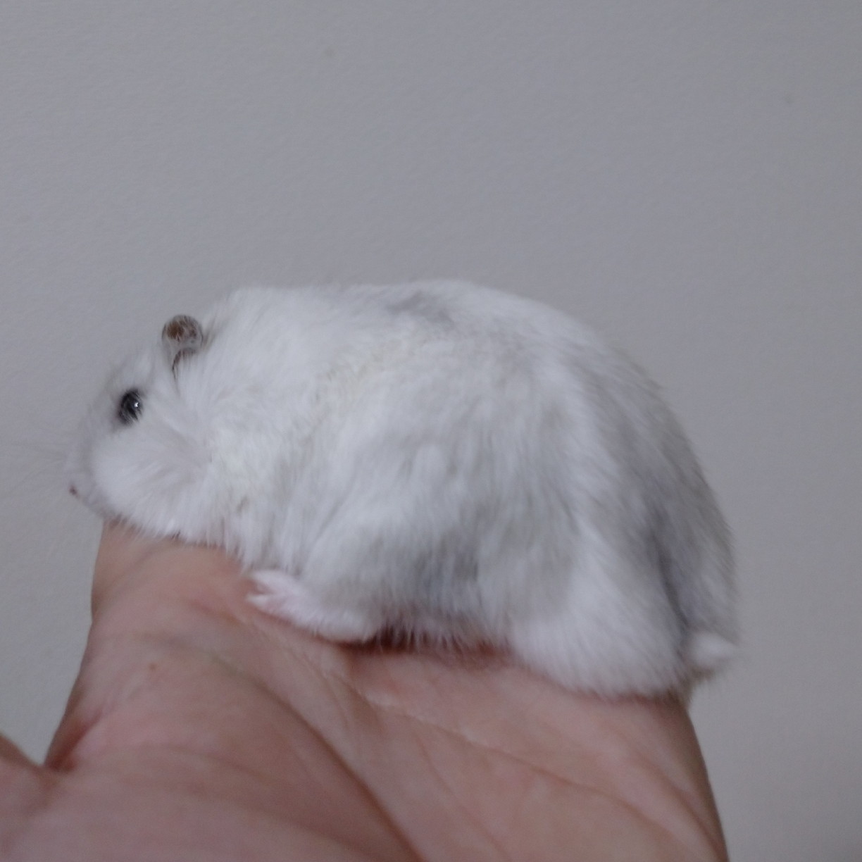 f:id:y2_naranja:20191119000443j:plain