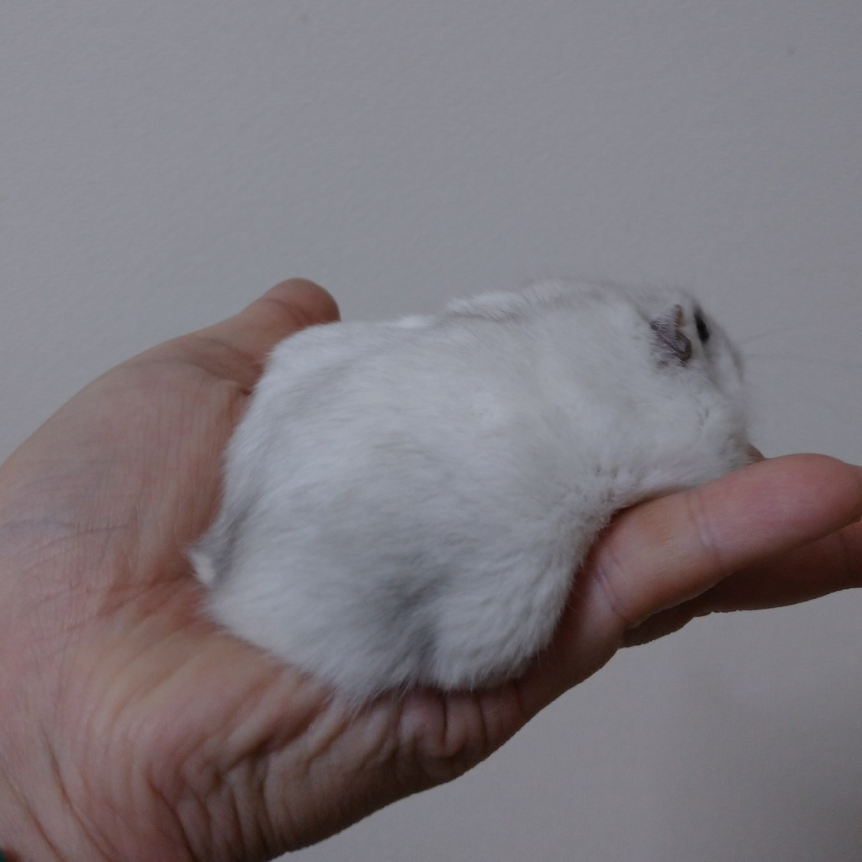 f:id:y2_naranja:20191119000452j:plain