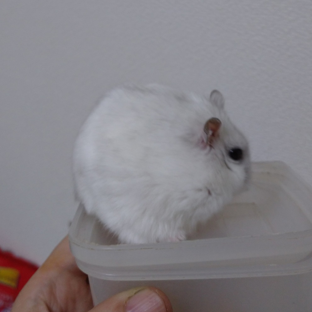 f:id:y2_naranja:20191214233308j:plain