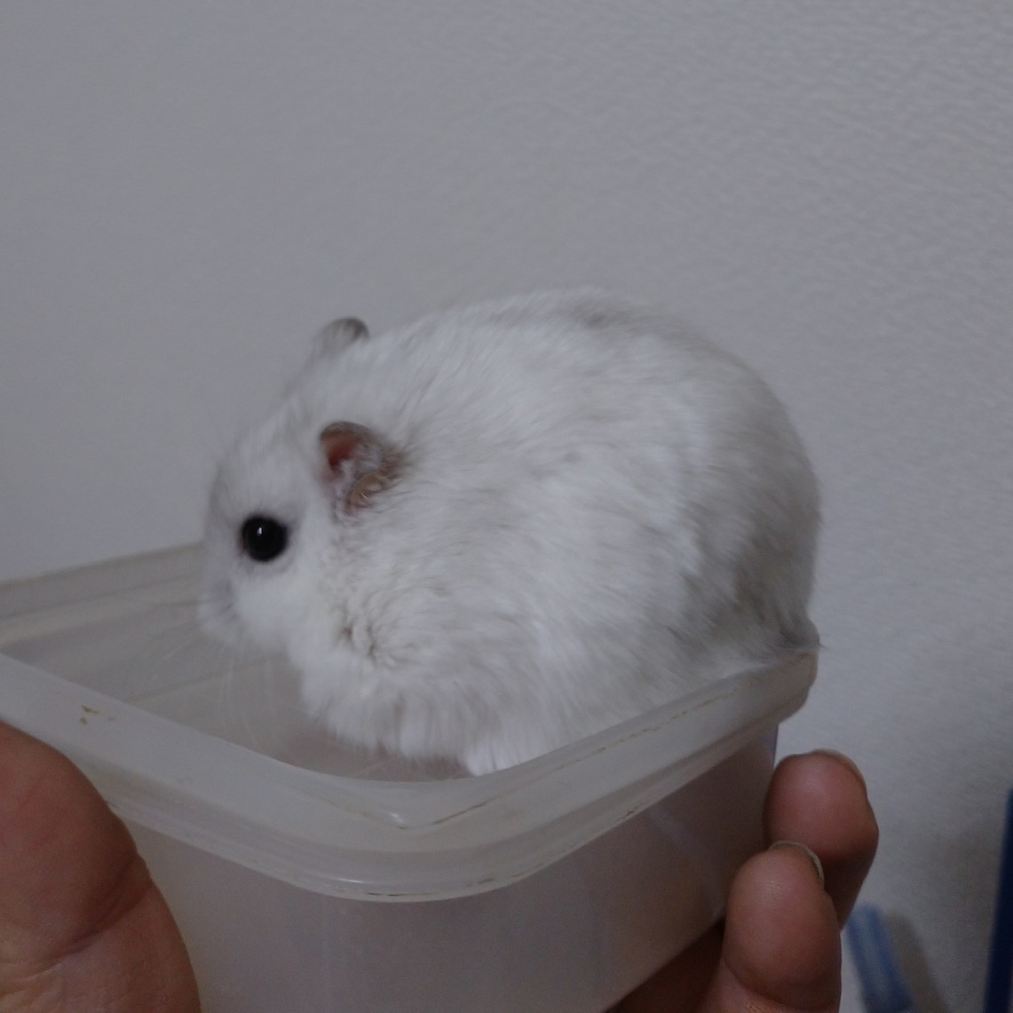 f:id:y2_naranja:20191214233315j:plain