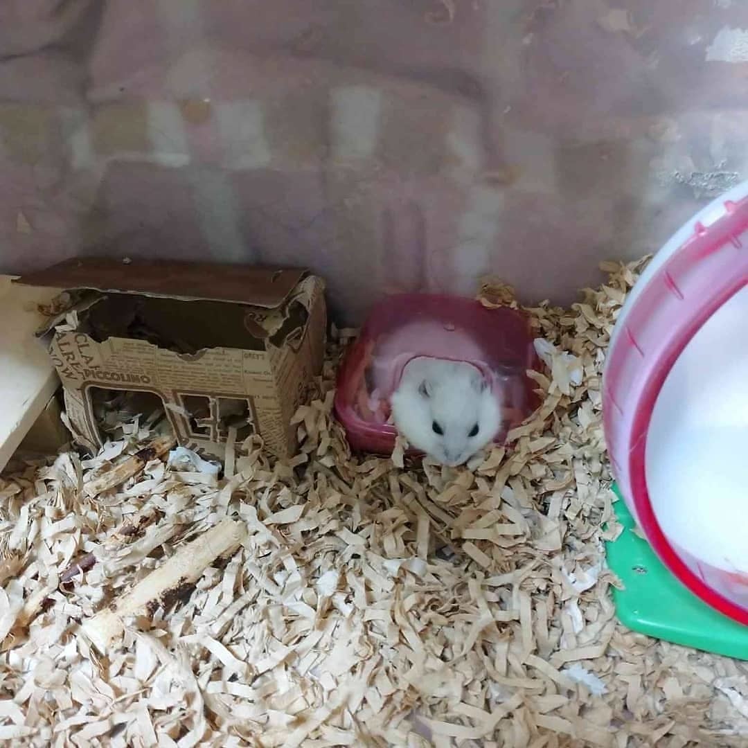 f:id:y2_naranja:20201001195013j:plain