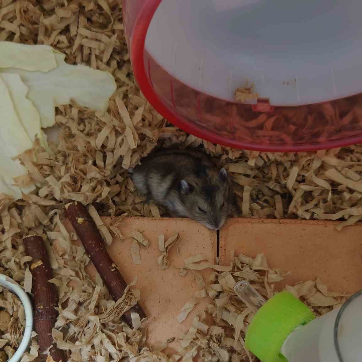 f:id:y2_naranja:20210727213120j:plain