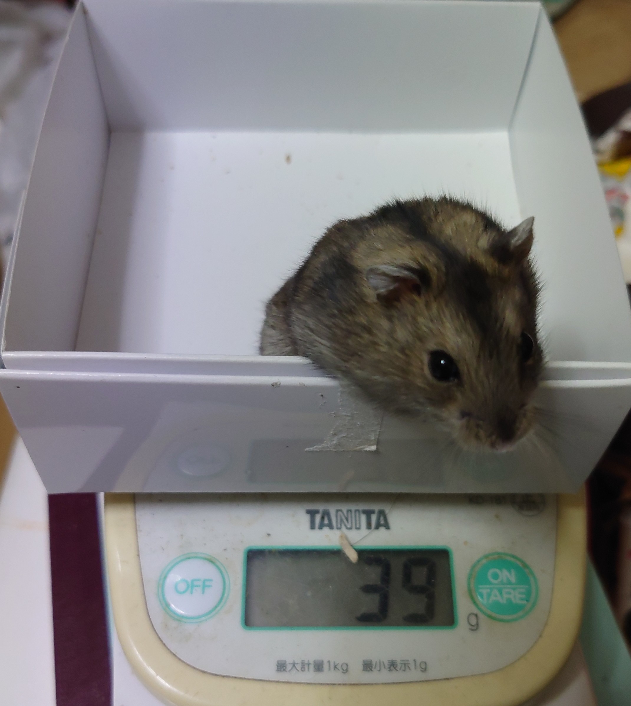 f:id:y2_naranja:20210809000839j:plain