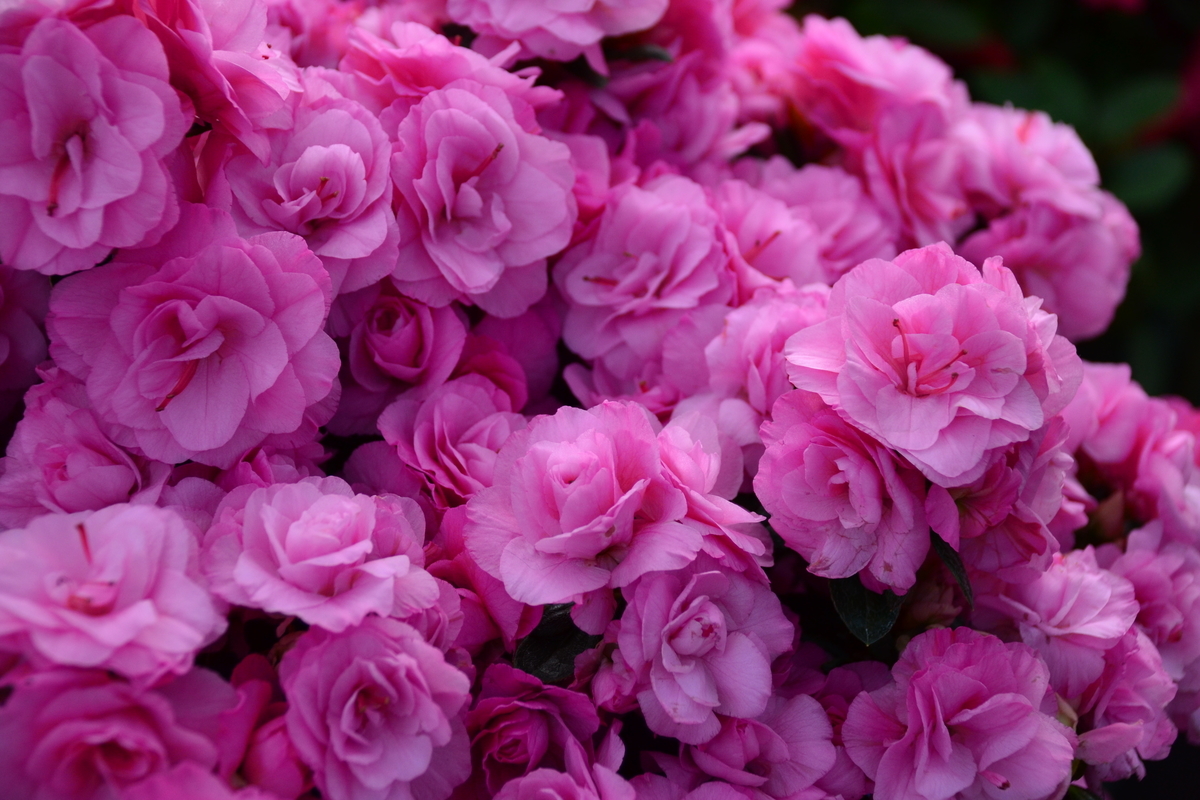 f:id:y3575t3545:20210228133149j:plain