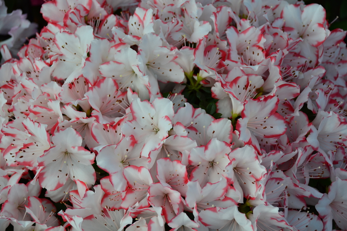 f:id:y3575t3545:20210228133206j:plain