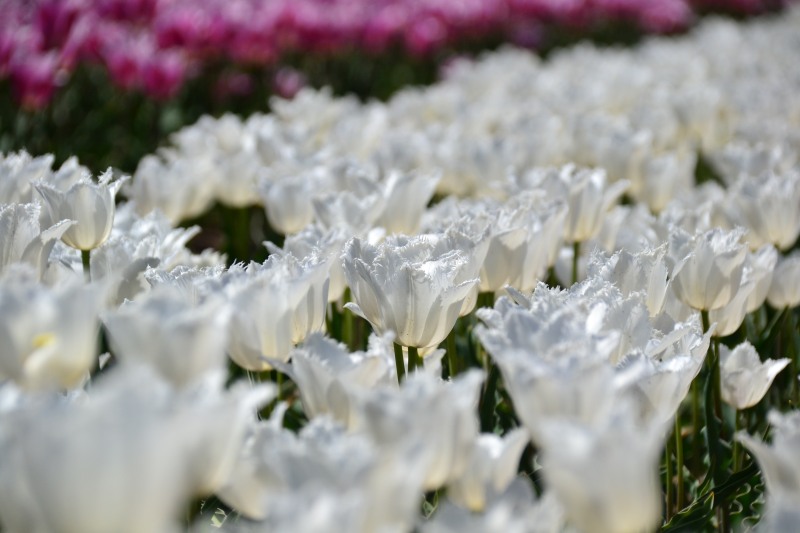 f:id:y3575t3545:20210503155200j:plain