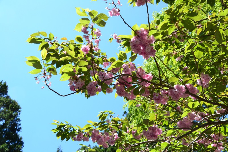 f:id:y3575t3545:20210512160249j:plain