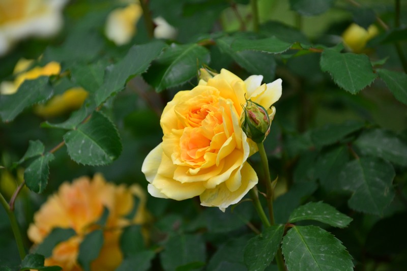 f:id:y3575t3545:20210529105404j:plain
