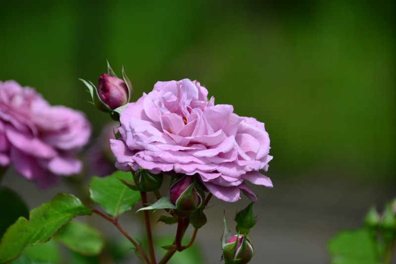 f:id:y3575t3545:20210529105412j:plain