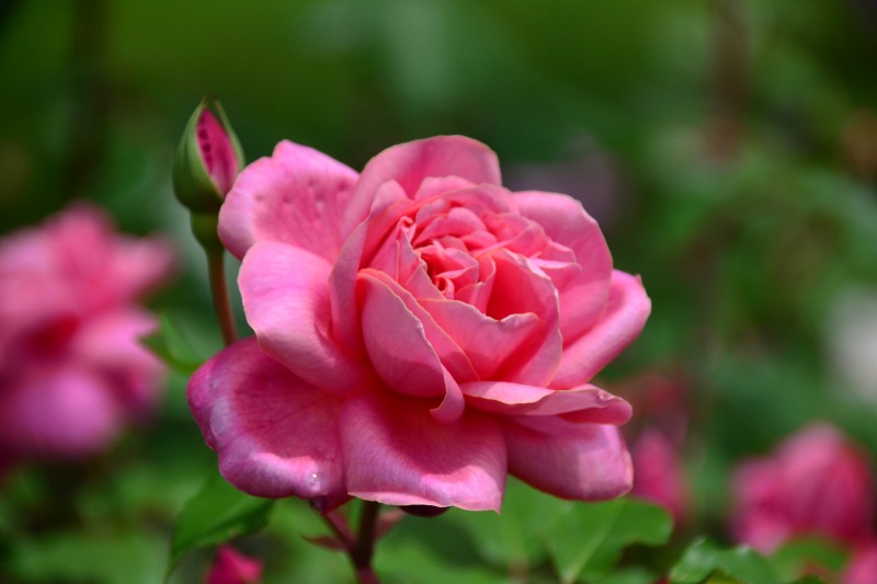 f:id:y3575t3545:20210529105419j:plain