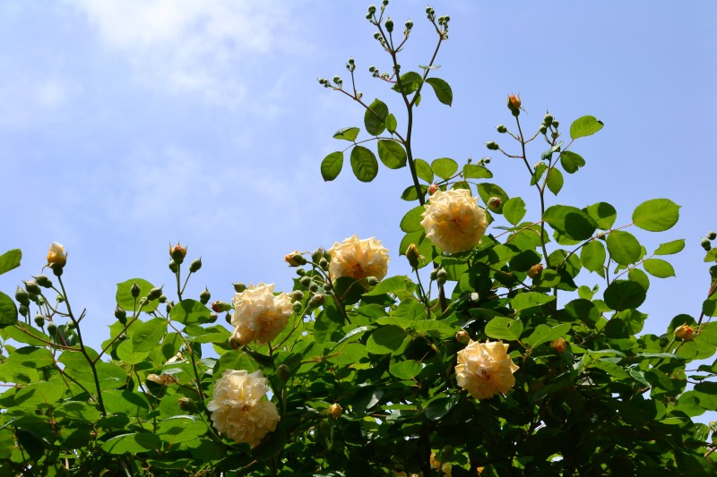 f:id:y3575t3545:20210529110813j:plain