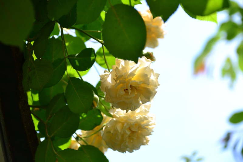 f:id:y3575t3545:20210529110821j:plain