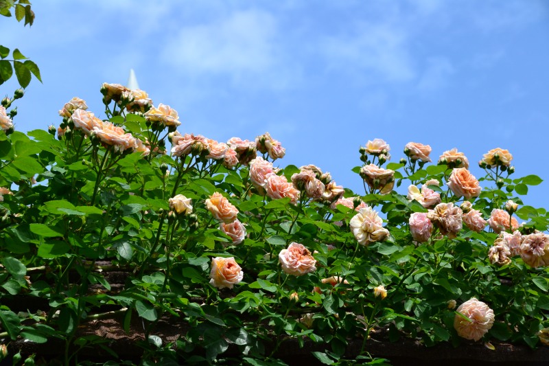 f:id:y3575t3545:20210529110933j:plain