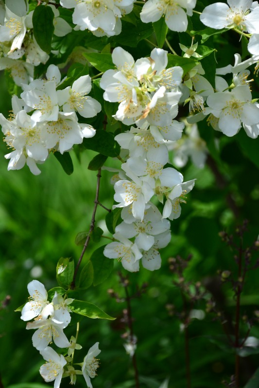 f:id:y3575t3545:20210529111035j:plain