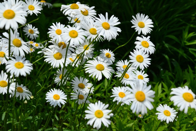 f:id:y3575t3545:20210529111103j:plain