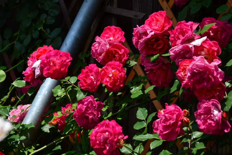 f:id:y3575t3545:20210606213414j:plain