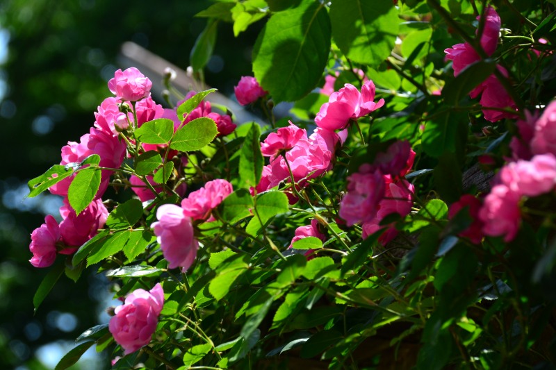 f:id:y3575t3545:20210612111125j:plain