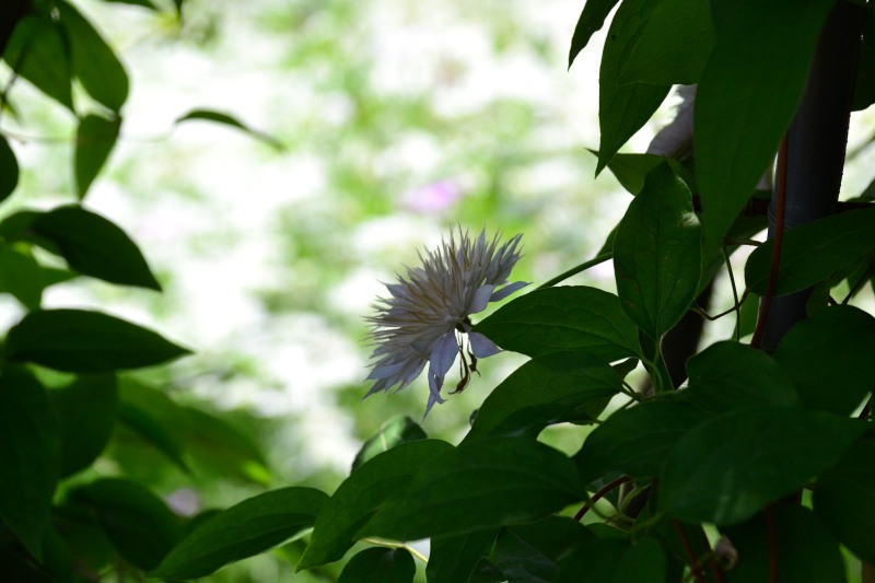 f:id:y3575t3545:20210612111205j:plain