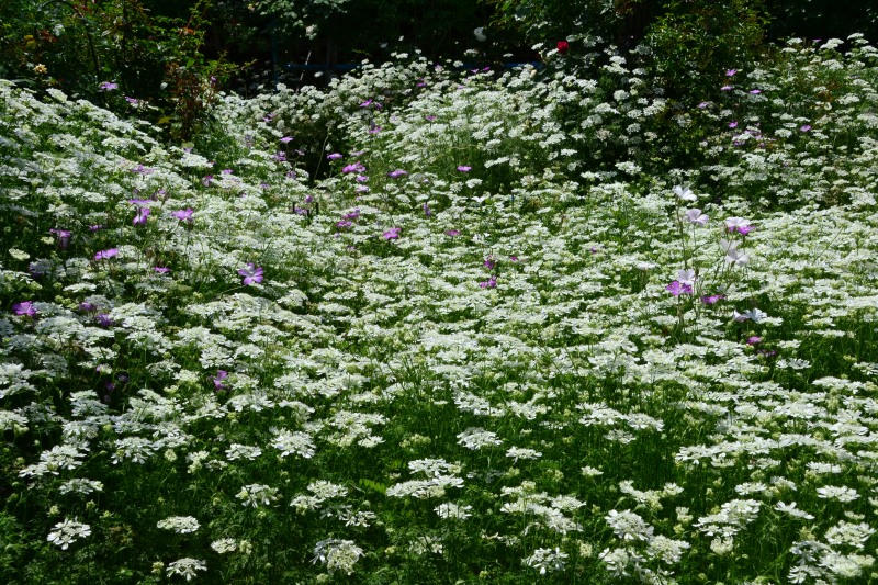 f:id:y3575t3545:20210612111402j:plain